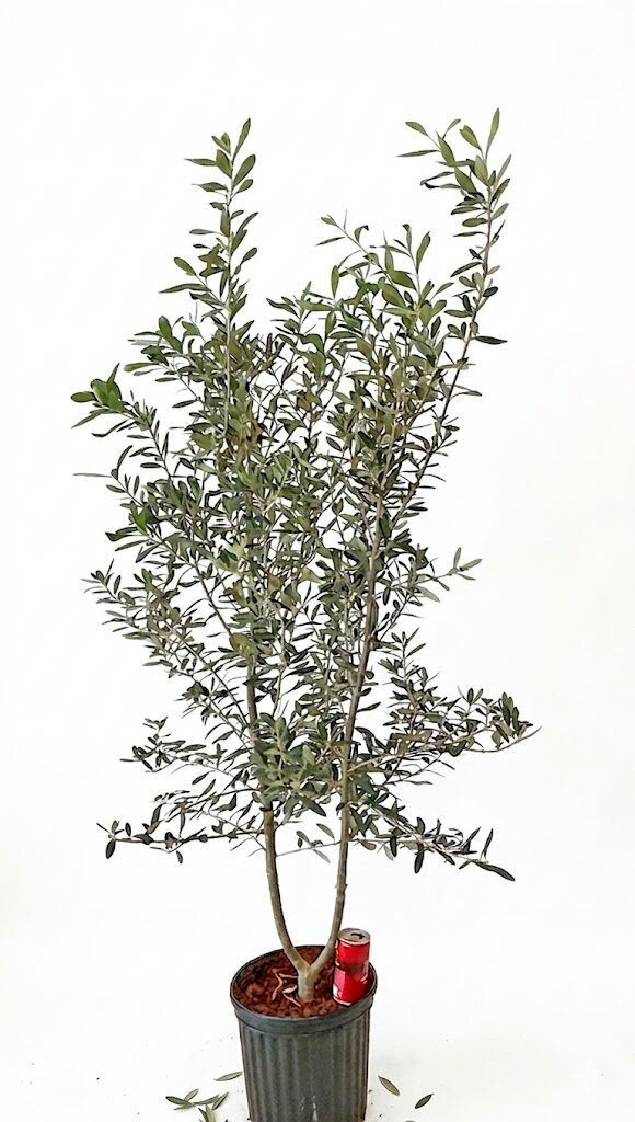 楽天市場】植木（種類（植物）オリーブ）（ガーデニング・農業｜花