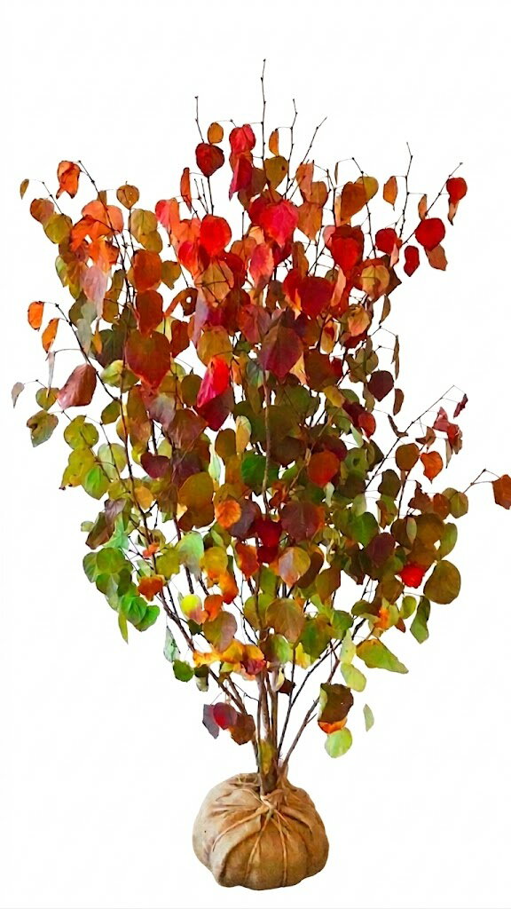 マルバノキ　樹高1.5m～1.7m (根鉢含まず） 紅葉 【現品発送】 画像の商品をお送りします。【送料無料】沖縄、北海道、離島は送料が必要です。　中高木 雑木風 落葉樹 植木 庭木