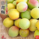 長野県産 特別栽培 青梅4kg【梅干し用・梅ジャム用】M~2Lサイズ混合【送料無料・クール冷蔵便発送・代金引換OK】