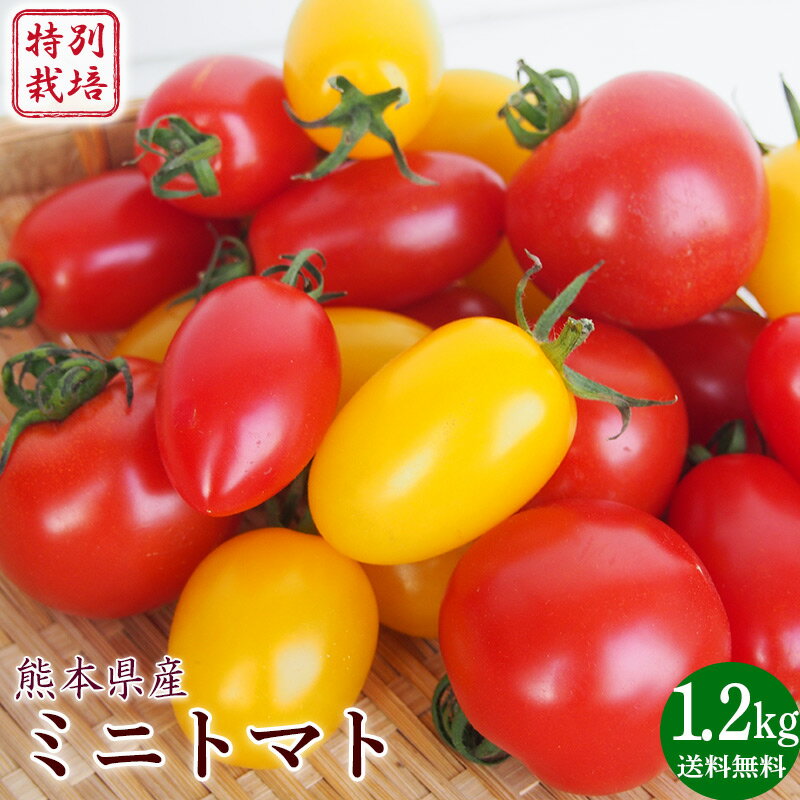特別栽培カラフルミニトマト（ミニ・ミディトマト）1．2kg以上