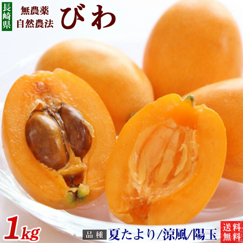 長崎県 ”茂木びわ” 訳あり 大玉L/2Lサイズ 約250g×4pc（約1kg）【予約 3月下旬以降】 送料無料