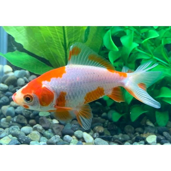 樂天商城 - 金魚　平賀養魚場　更紗和金　SM　1匹　生体
