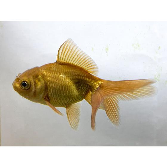 乐天商城 - [5/15 P5倍]金魚　茶金 SM（5cm前後）1匹