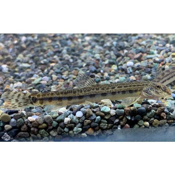Rakuten - 川魚　シマドジョウ M 3匹 個体サイズ約：4〜6cm 生体