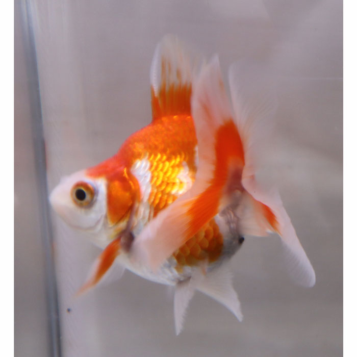 樂天商城 - [5/24〜5/25 P5倍]【一点物】金魚 ブロードテール更紗琉金 二才 No.1