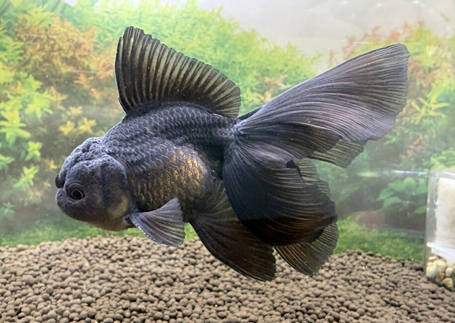 【金魚】中国産 ブロードテール黒オランダ M