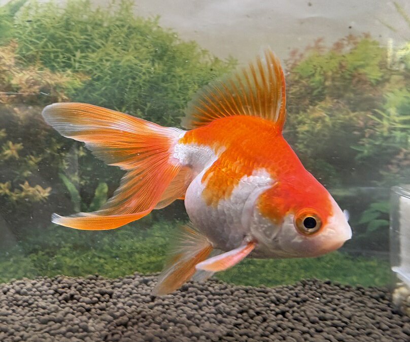 【金魚】国産　更紗琉金　二才魚　1匹［生体］※沖縄県、離島は発送不可