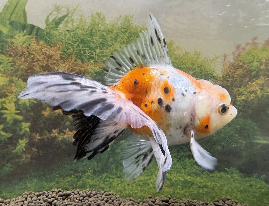 楽天市場】金魚土佐錦の通販