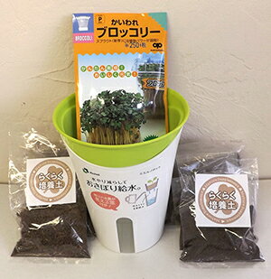 【セット商品】 ミエルノポットで育てる ブロッコリースプラウト栽培セット (宅急便配送商品)