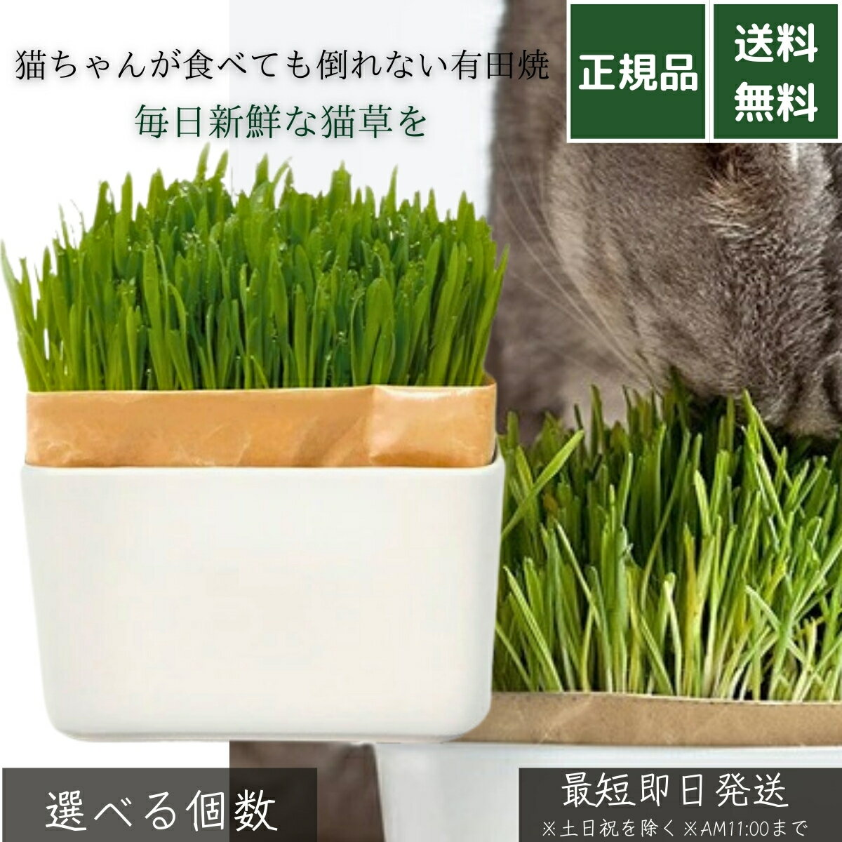 猫草栽培キット にゃんベジ セットN 有田焼 鉢付き │ リフィル2パック付属 猫用 毛玉ケア 消化促進 室..