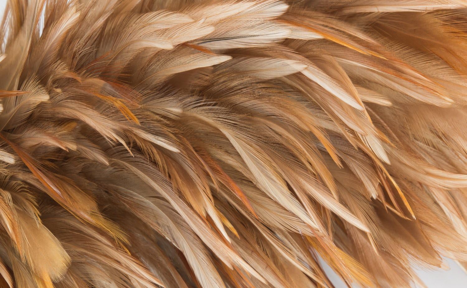 �ӤФ��������ӡ� �ϥ�ǥ���åס��ϥ�ǥ��磻�ѡ����Ϥ����������������ۤ����ꡡ��Ĺ��70cm ������̵����