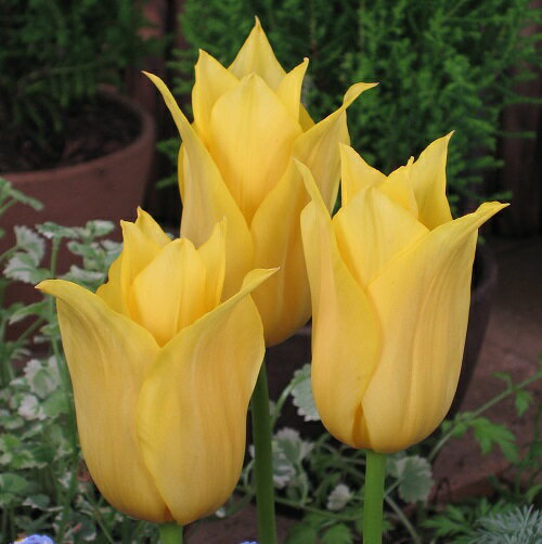 チューリップ　球根　越黄冠(こしおうかん)　新潟14号　4球入　限定商品