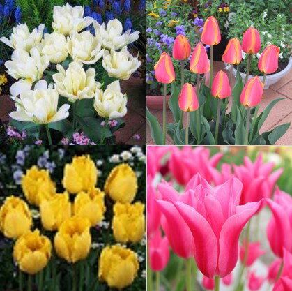 マンスリーフラワーリングチューリップ　球根　16球入