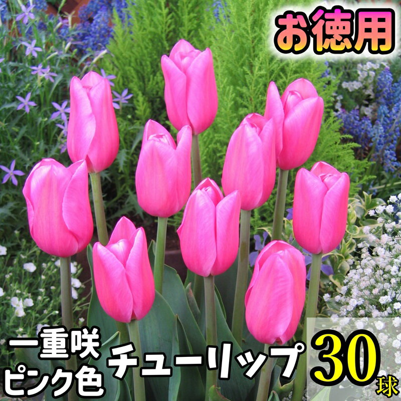 【お徳用】チューリップ　球根　ピンク色30球入のサムネイル