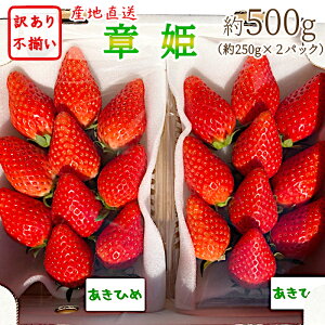 ★お買い物マラソン中ポイント2倍★訳あり!愛知県蒲郡産 章姫 いちご 約500g 約250g×2パック ご自宅用 大粒〜小粒 不揃い あきひめ 訳有 訳アリ 食品 送料無料 産地直送 完熟 旬 果物 苺 イチゴ フルーツ 農家 直送:c51