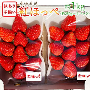 訳あり!愛知県蒲郡産 紅ほっぺ いちご 約1kg 約250g×4パック 朝摘み ご自宅用 ご家庭用 産地直送 大粒〜小粒 不揃い 訳有 訳アリ 食品 送料無料 苺 イチゴ ストロベリー 新鮮 朝穫れ 完熟 果物 旬 フルーツ 農家 直送:c52