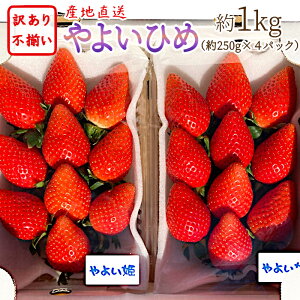 訳あり1kg!愛知県蒲郡産 やよいひめ いちご 約1kg 約250g×4パック ご自宅用 ご家庭用 大粒〜小粒 不揃い やよい姫 訳有 食品 産地直送 送料無料 朝穫れ 新鮮 朝摘み 完熟 旬 果物 イチゴ 苺 フルーツ 農家 直送:c54