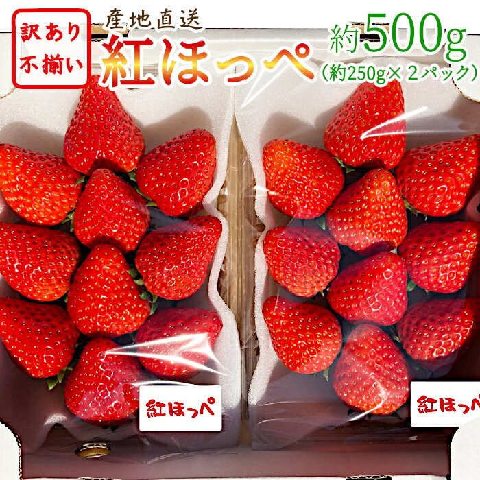 訳あり！愛知県蒲郡産 紅ほっぺ いちご 500g 約250g×2パック 朝摘み ご自宅用 ご家庭用 産地直送 大粒〜小粒 不揃い 訳有 訳アリ 食品 送料無料 苺 イチゴ ストロベリー 完熟 旬 果物 フルーツ 農家 直送：c48