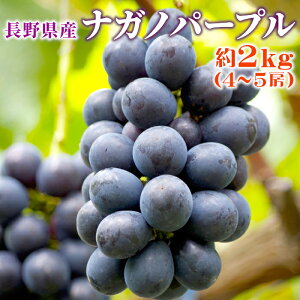 ナガノパープル 約2kg (4〜5房入り) 長野県産 ぶどう 種なし 皮ごと 葡萄 ブドウ 果物 フルーツ 産地直送 旬の果物 贈り物 ギフト プレゼント：c21