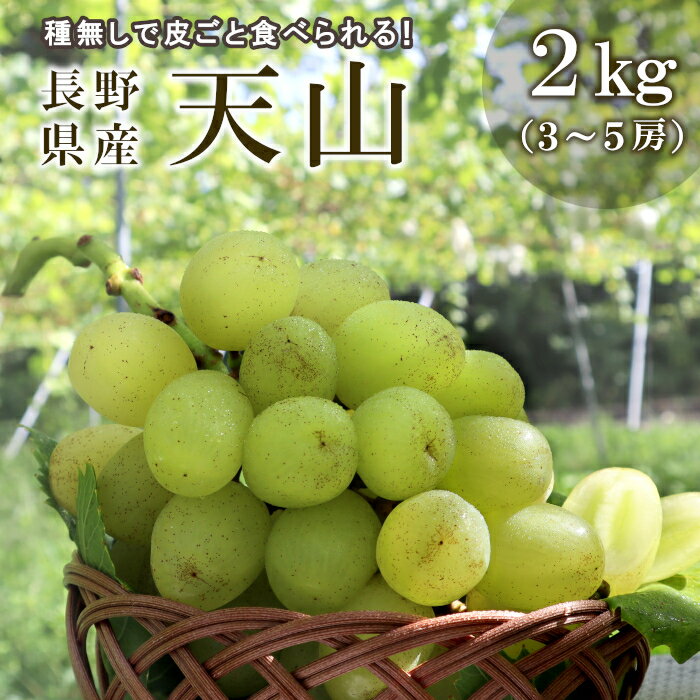 ★ポイント3倍！お買い物マラソン限定！★長野県長野市豊野町産 天山 約2kg (3〜5房入り) 産地直送 種なし 皮ごと ぶどう ブドウ 葡萄 マスカット 旬の果物 くだもの フルーツ 希少品種 信州中野 ギフト 贈り物 国産：c127a