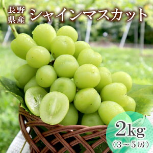 ★ポイント3倍！お買い物マラソン限定！★長野県長野市豊野町産 シャインマスカット 約2kg (3〜5房入り) 産地直送 種なし 皮ごと ぶどう ブドウ 葡萄 マスカット 旬の果物 くだもの フルーツ 信州中野 ギフト 贈り物 プレゼント：c125-a