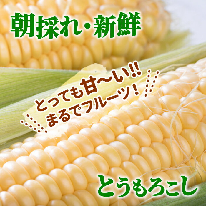 【予約商品】R8年産 とうもろこし サニーショコラ 10本 約3.5kg おためし お試し 長野県 南信州産 お得 評価★4.87！生で食べられる 高原とうもろこし 朝採 産地直送 新鮮 野菜 フルーツコーン 南信州 伊那谷 :c01 3