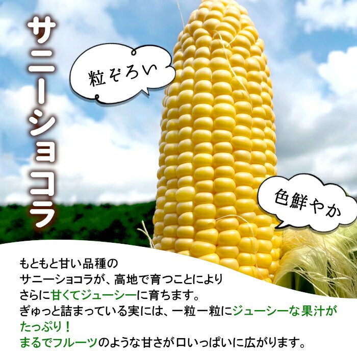 【最大500円OFF！お買い物マラソン限定】【予約商品】R8年産 とうもろこし サニー...