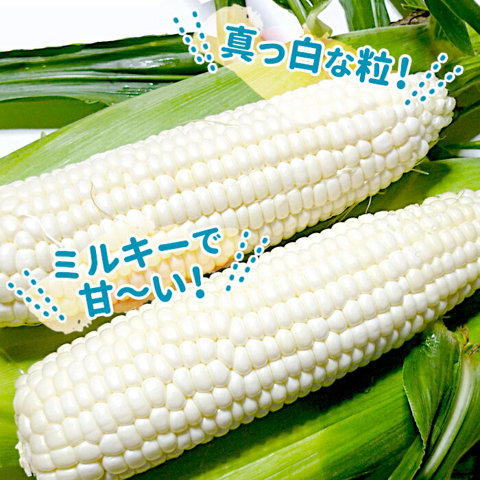 【ふるさと納税】＜12ヶ月定期便＞ 自然栽培野菜10～12品目 3・4月は白米5kg 自然栽培 野菜 旬 セット 詰め合わせ 定期便 神栖市 茨城県 送料無料