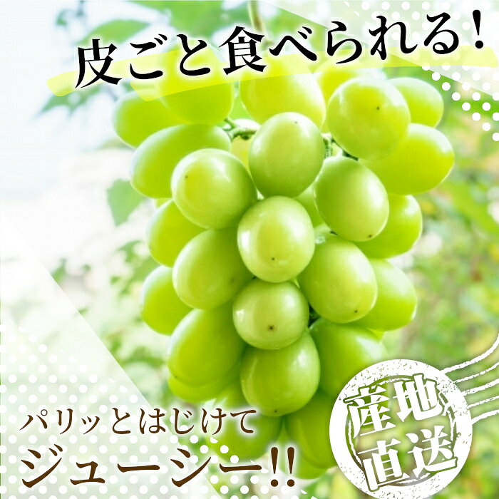 ぶどう 山梨県産 シャインマスカット 約3kg (5〜6房入り) 種なし マスカット ブドウ 葡萄 グレープ 果物 くだもの 種無し フルーツ 産地直送 旬の果物 送料無料 ギフト 贈り物 ：c141 nebamura-10000415 四季彩マルシェ 山村ファーム サンプル画像2