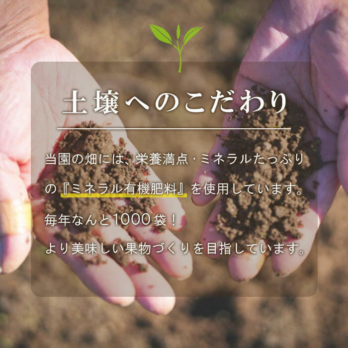 長野県より産地直送！特選 ぐんま名月 約3kg 7～12玉入り 長野県産 北信産 信州 中野 りんご 黄りんご アップル 林檎 リンゴ 希少品種 産地直送 産直 フルーツ 旬の果物 くだもの 大容量 贈答用 秀品 ギフト 甘い ジューシー 果実 新鮮 お取り寄せ ：c150