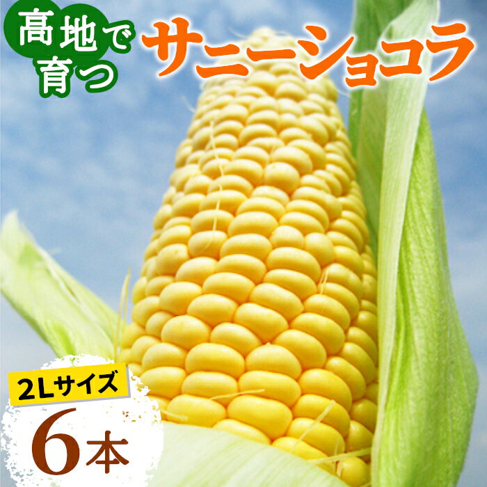 生で食べられる 高原とうもろこし サニーショコラ 2Lサイズ 6本入り 朝採 産地直送 産直 お試し 食べきり 長野県産 朝穫れ 新鮮 とうもろこし 野菜 フルーツコーン スイートコーン 贈答 お取り寄せ お買い物マラソン マラソン：c10