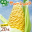 高評価★4.89！ 生で食べられる高原とうもろこし サニーショコラ 2Lサイズ 20本入り(10本×2箱) 約6kg 朝採 産地直送 産直 新鮮 野菜 とうもろこし フルーツコーン スイートコーン 長野県産 贈答 お取り寄せ お買い物マラソン マラソン：c154