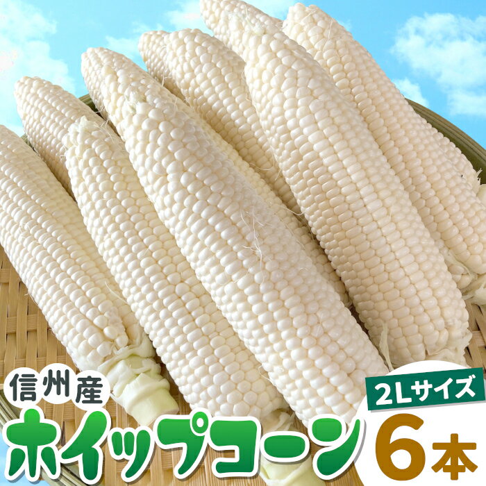 生で食べれる！ ホイップコーン 2Lサイズ お試し6本入り 白い 高原とうもろこし 朝採 産地直送 産直 新鮮 甘い フル…