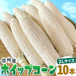 生で食べれる！ホイップコーン 2Lサイズ 10本入り 白い 高原とうもろこし 朝採 産地直送 産直 新鮮 野菜 甘い フルーツコーン ホワイトコーン とうもろこし 白いとうもろこし 長野県 お取り寄せ お買い物マラソン マラソン：c164