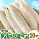 【2025年先行受付】 生で食べれる!ホイップコーン 10本入り 白い 高原とうもろこし 朝採 産地直送 産直 新鮮 野菜 フルーツコーン ホワイトコーン とう...