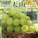 ぶどう 天山 約1〜3kg (2〜6房前後) 長野県 長野市 豊野町産 産地直送 種なし 皮ごと ブドウ 葡萄 旬の果物 くだもの フルーツ 希少品種 信州中野...