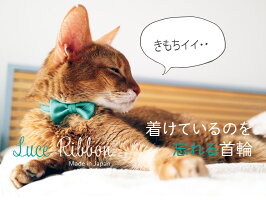 着けているのを忘れる首輪