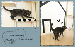 【猫おもちゃボール】遊びの基本コロコロボール-ハンドメイド-『フェルトボールコロコロ』20個入りアソート-猫おもちゃボールウール100%ネコ猫用品手芸用品手作り特別色-10P05Nov16
