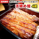 国産 うなぎ 蒲焼き 朝じめ活うなぎ 蒲焼き 4尾 約560～600g 発送日に焼き上げ発送 ［4人前］ 食べ物 誕生日 お祝い 内祝い お返し 結..