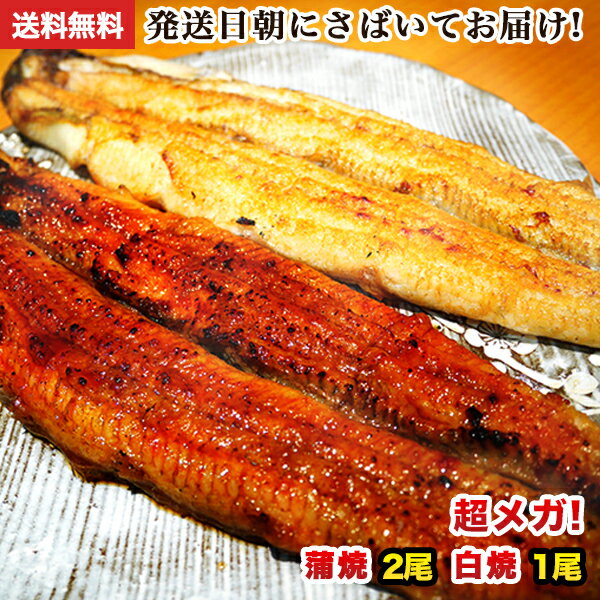 国産 うなぎ 蒲焼き 朝じめ活鰻 特