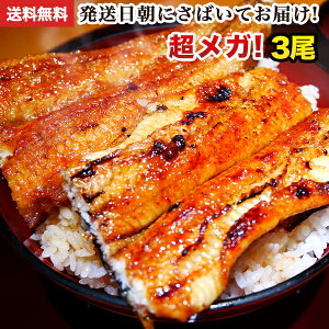 父の日 ギフト 朝じめ活うなぎ特大蒲焼き 3尾 約540～600g 発送日に焼き上げ発送！ [3-4人前]鰻 プレゼント 食べ物 誕生日 お祝い 内祝い お返し 結婚内祝い 退職祝い 花以外 ウナギ 蒲焼 蒲焼き 国産 国内産 国産うなぎ グルメ 送料無料 お中元 御中元 食品 土用丑