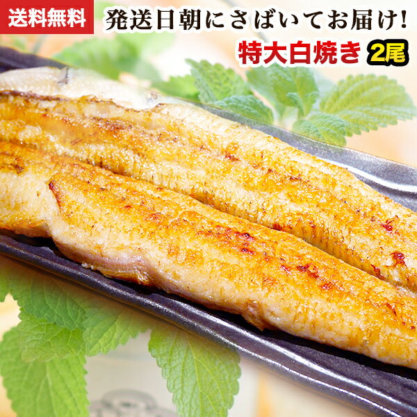 白焼き 国産 うなぎ 特大白焼き 朝じめ活うなぎ特大白焼き 2尾 約360～400g 発送日に焼き上げ発送 [2-3人前] 食べ物 誕生日 お祝い 内祝い お返し 結婚内祝い 蒲焼 蒲焼き 国内産 食品 土用丑 うなぎ 国産 ウナギ 鰻 プレゼント 送料無料 グルメ 冷蔵 うなぎ蒲焼 父の日 ギフト