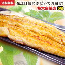 父の日ギフト 朝じめ活うなぎ特大白焼き 5尾 約900〜1kg 発送日に焼き上げ発送!国産 うなぎ ウナギ 鰻 国内産 グルメ 食べ物 誕生日 お祝い お礼 お...