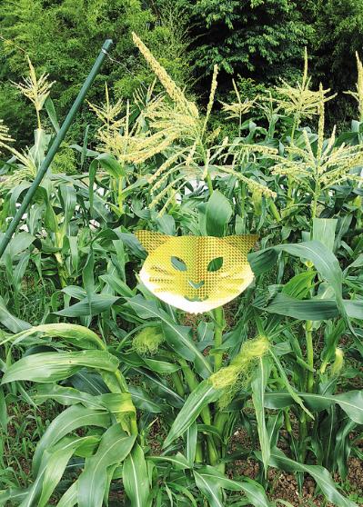 ���饭��Хꥢ�����ȡ�3����K��005��008�ڡ���Ļ �� �ɽá����ѿ����ե�󥱥� K��005ǭ ����å� K��006�٤륬������ K��007���뤯��ȥ�͡��� K��008�ڡ�ζ���ݿ�ʪ��˼����