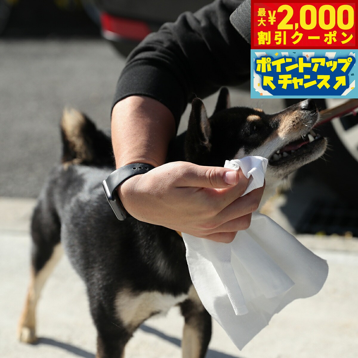 �ں���2000��OFF�����ݥ󡪡�Ź��ݥ���Ⱥ���56�ܡ��������ꡪ�ۥϥåԡ��ǥ��� HappyDays ���Ф����ѽ��ݥ����åȥ����� 5���� �� ǭ �����å�...