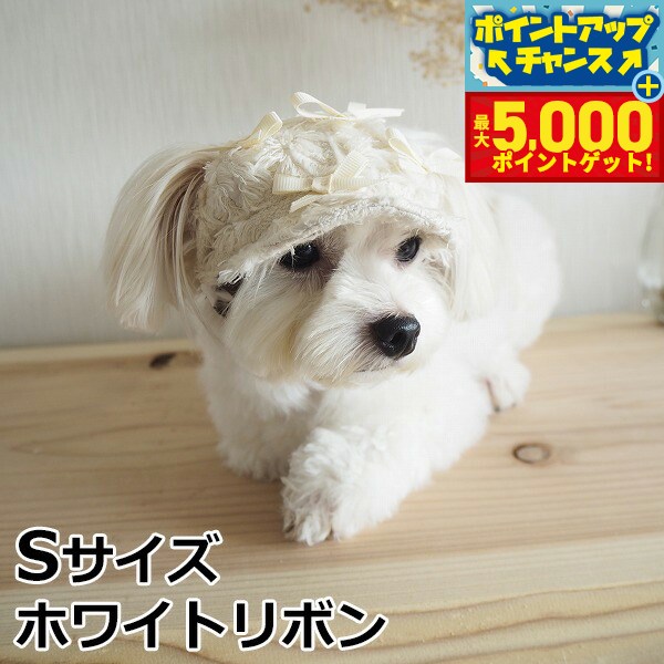 �ں���5000pt�Хå���14��10�����۸���˹�� �����ǥ󥪥֥��ǥ� ��ܥ󥭥㥹���å� S �ۥ磻�ȥ�ܥ� ������� �İ��� ������