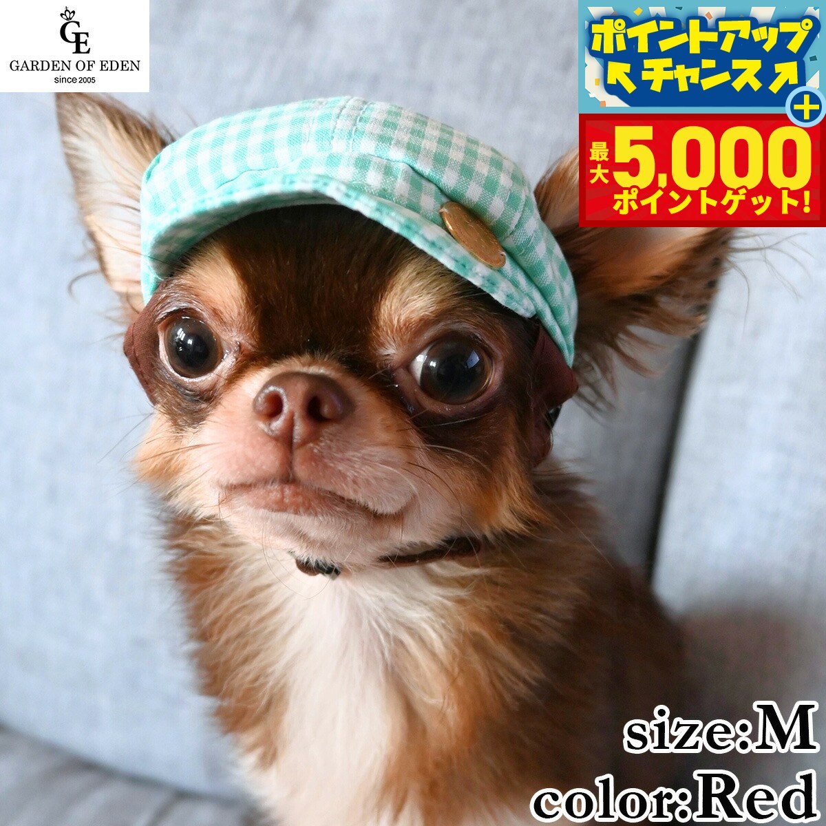 �ں���5000pt�Хå���14��10�����۸���˹�� �����ǥ󥪥֥��ǥ� ���󥬥�����å����㥹���å� M ��å�