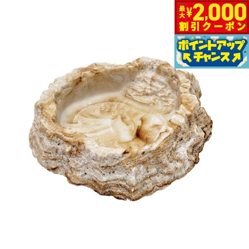 樂天商城 - 【最大2000円OFFクーポン！＆店内ポイント最大50倍！マラソン限定！】スドー レプティボウル2 SF