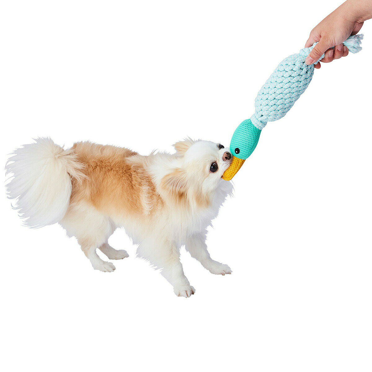 ��Ź��ݥ���Ⱥ���39�ܡ��������ꡪ�ۥ��ɥᥤ�� ���५��Dental Birds ����
