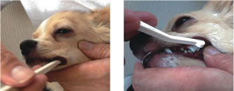 �ں���2000��OFF�����ݥ󡪡�Ź��ݥ���Ⱥ���52�ܡ��ޥ饽����ꡪ�۸������� ���֥饷 Ķ������������������ �ޥ������إå� ������/�ڥåȥ��å�/�ڥå�����